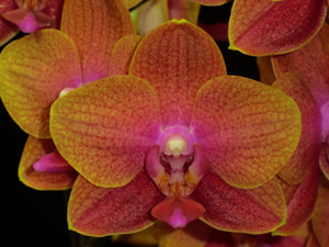 Phalaenopsis Sogo Lawrence 'F1982' AM 83 pts.